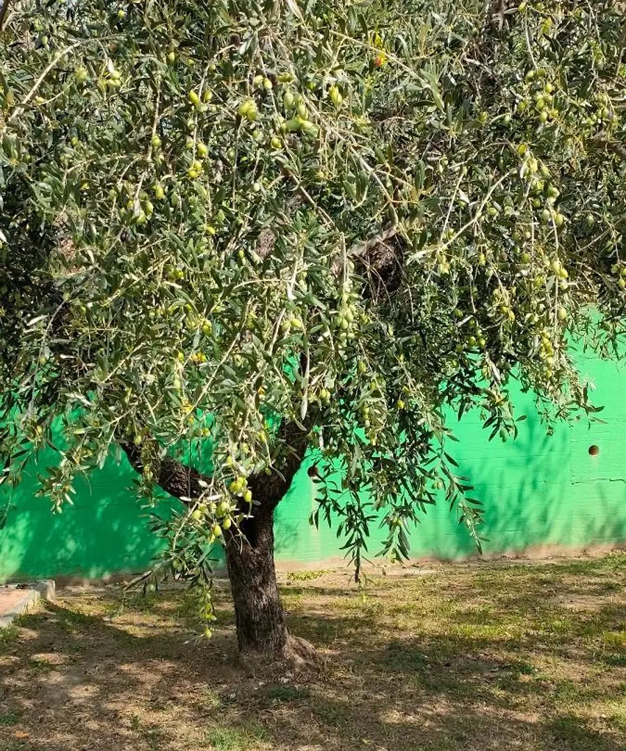 Daire La Tenuta Di Eva Pisa İtalya