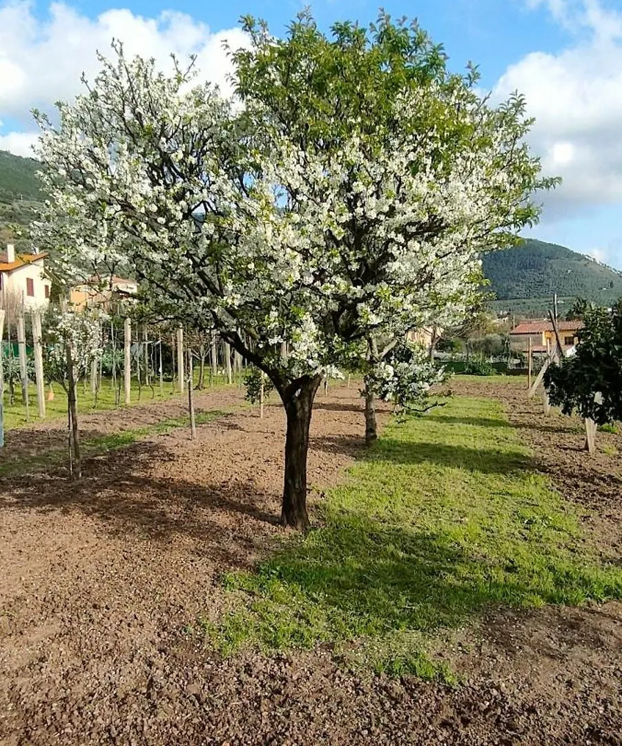 La Tenuta Di Eva Pisa Appartamento